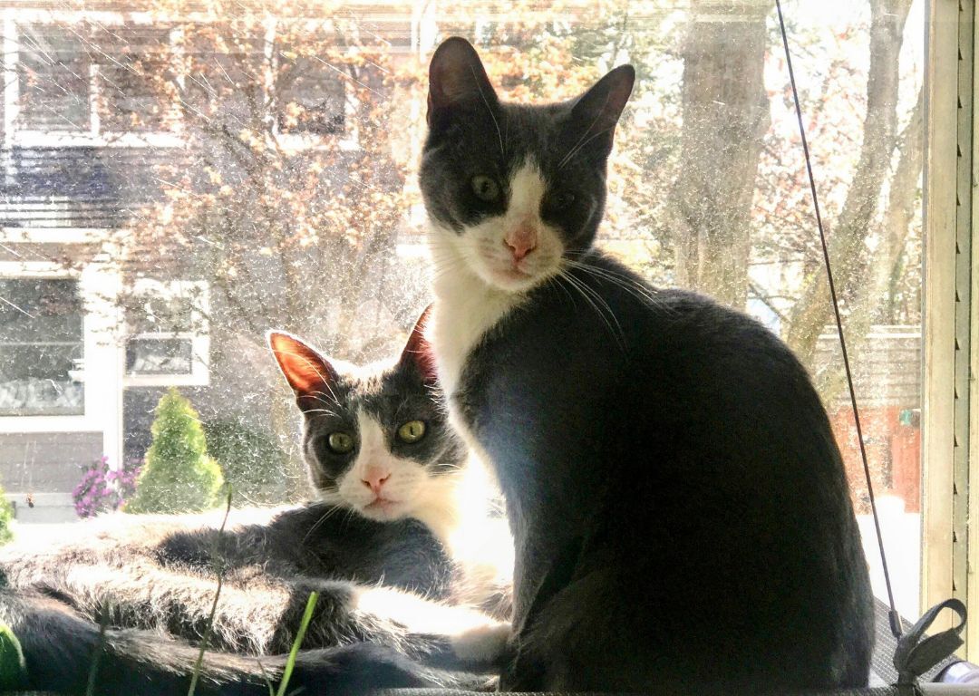 Ari & Dylan - WONDERFUL BONDED PAIR!!!, a Adoptable mixed breed in Watchung, NJ image 2/4