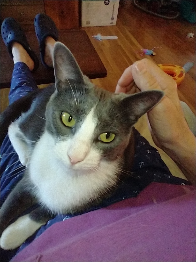 Ari & Dylan - WONDERFUL BONDED PAIR!!! — thumbnail 2