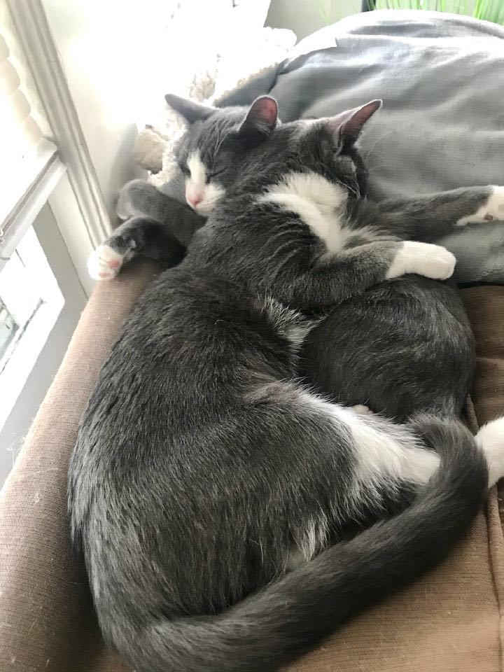 Ari & Dylan - WONDERFUL BONDED PAIR!!!, a Adoptable mixed breed in Watchung, NJ image 1/4