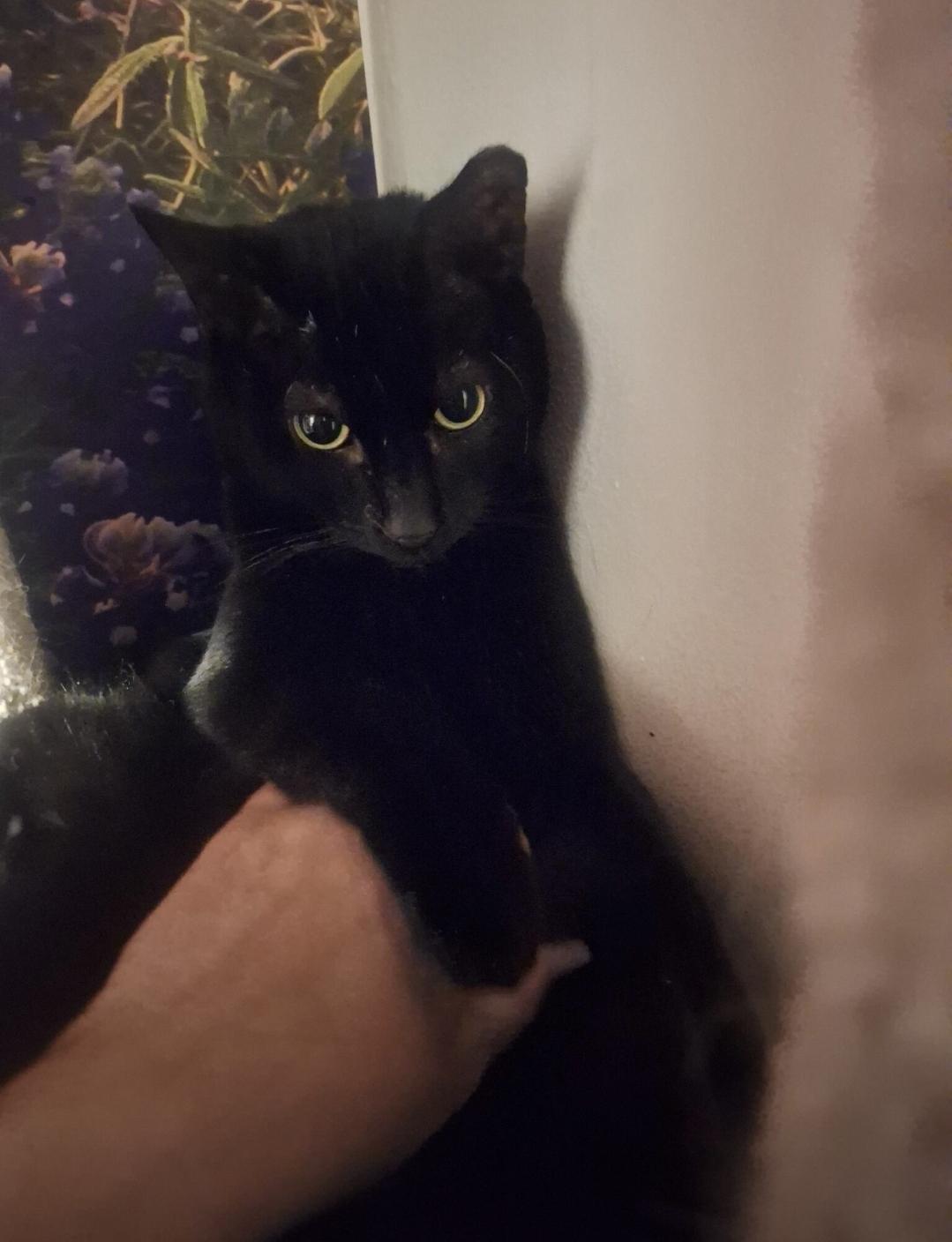 Midnight, ADOPTABLE, Adult Male Domestic Short Hair.