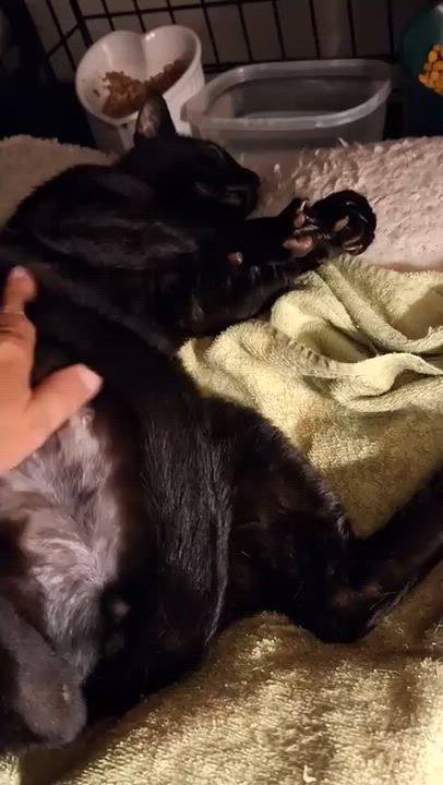 Enlarge Midnight, a Adoptable Domestic Short Hair in Wilmington, NC video 2/3