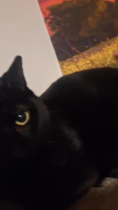 Enlarge Midnight, a Adoptable Domestic Short Hair in Wilmington, NC video 3/3