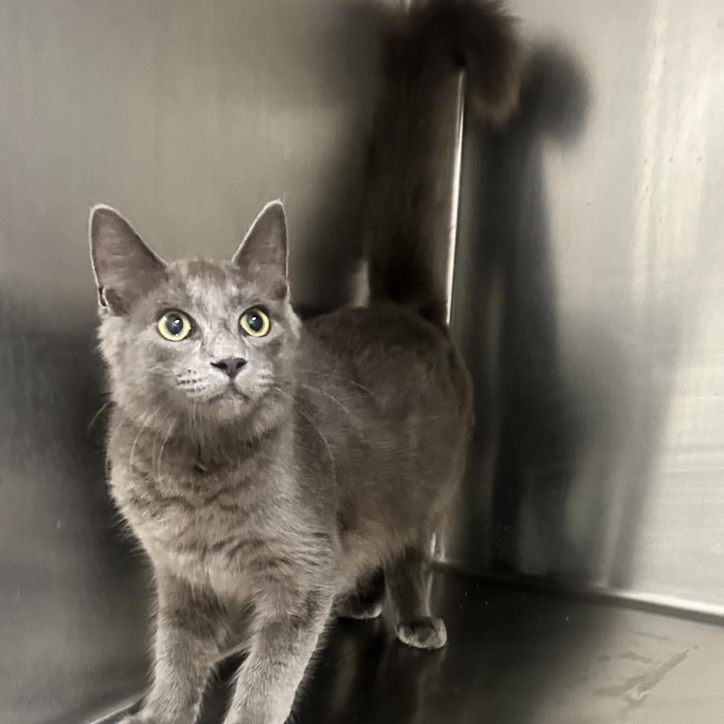 Atticus, Adoptable, Young Male Domestic Medium Hair.