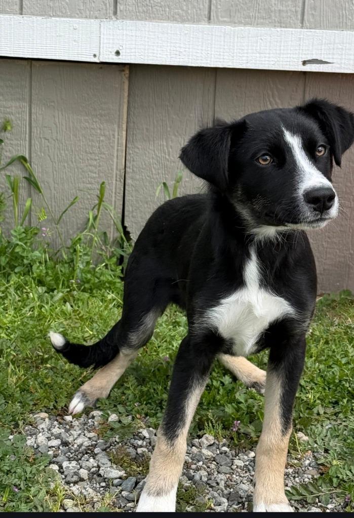 St. Martin, Adoptable, Puppy Male Cattle Dog & Mixed Breed.