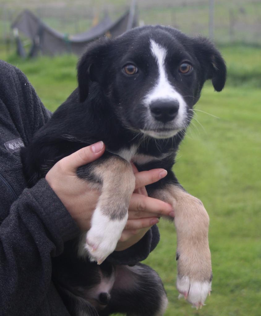 St. Martin, a Adoptable mixed breed in Vacaville, CA image 2/2