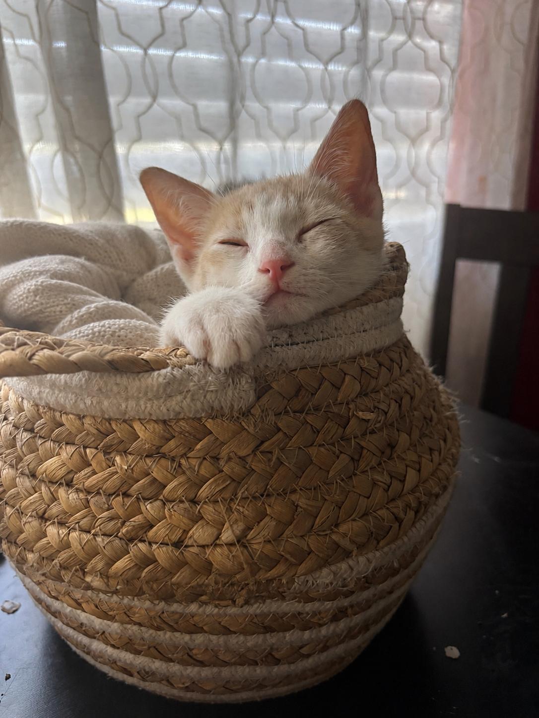 Dash ( CW), a Adoptable Domestic Short Hair in Vallejo, CA image 1/3