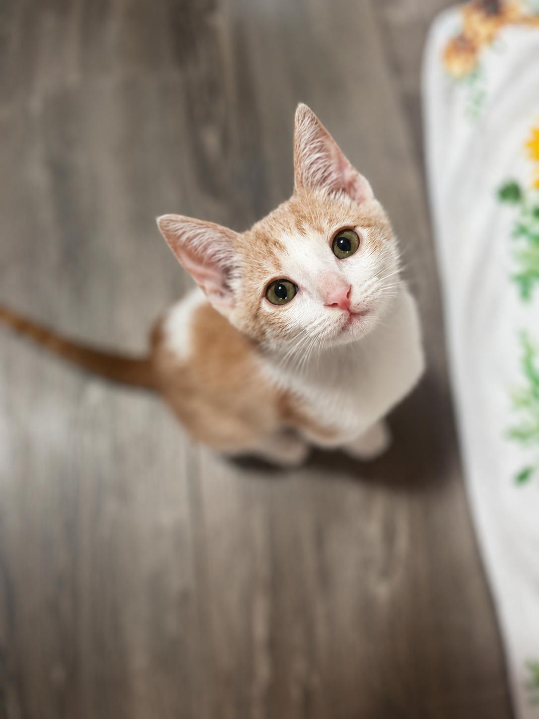 Dash ( CW), a Adoptable Domestic Short Hair in Vallejo, CA image 2/3