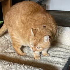 George, Adoptable, Senior Male Domestic Short Hair.