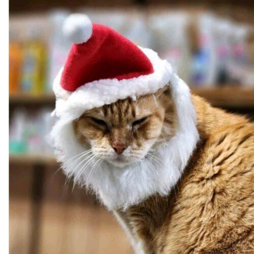 George, Adoptable, Senior Male Domestic Short Hair.