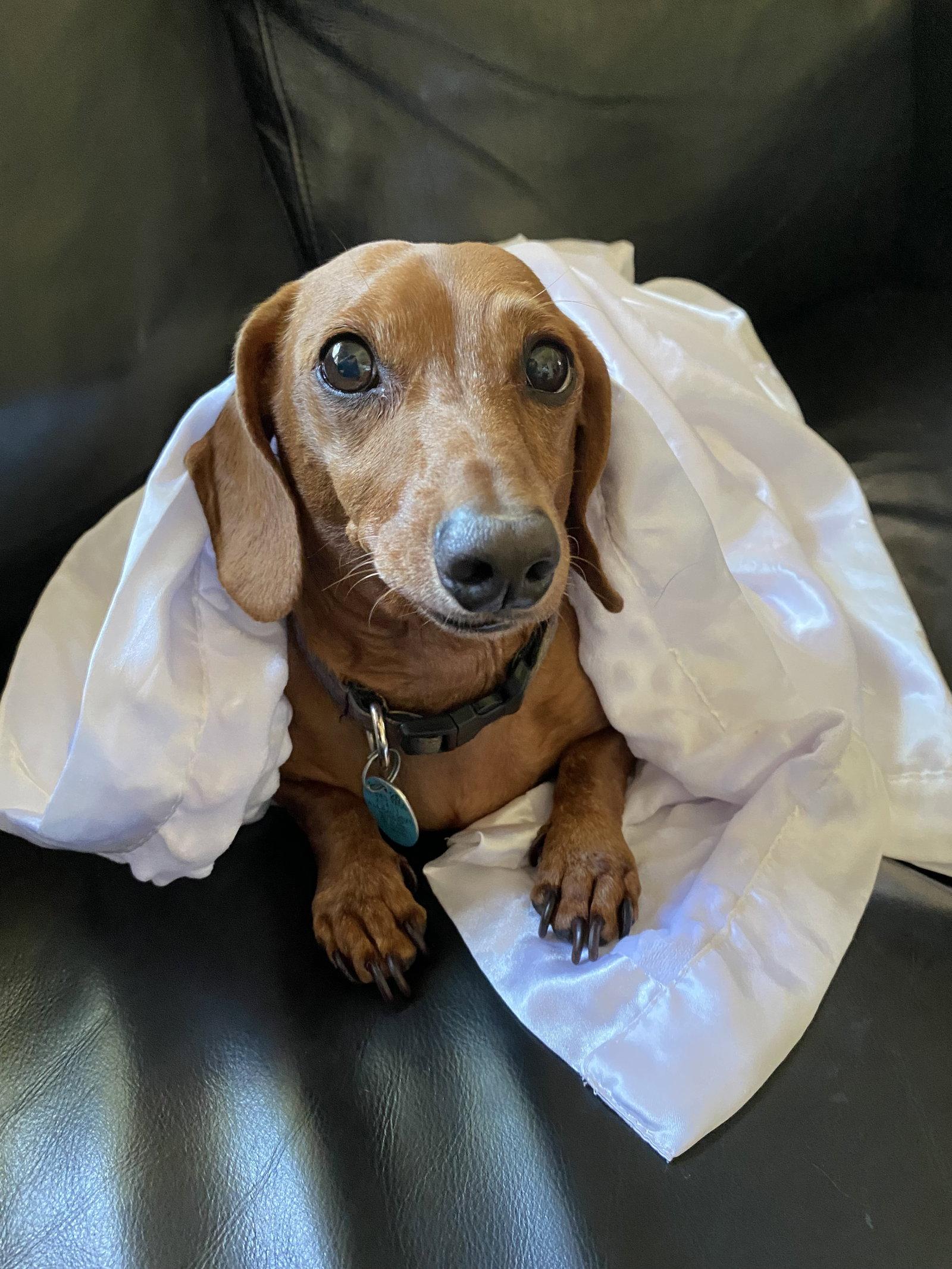 Enlarge Buckwheat, a Adopted Dachshund in West Columbia, SC image 2/2