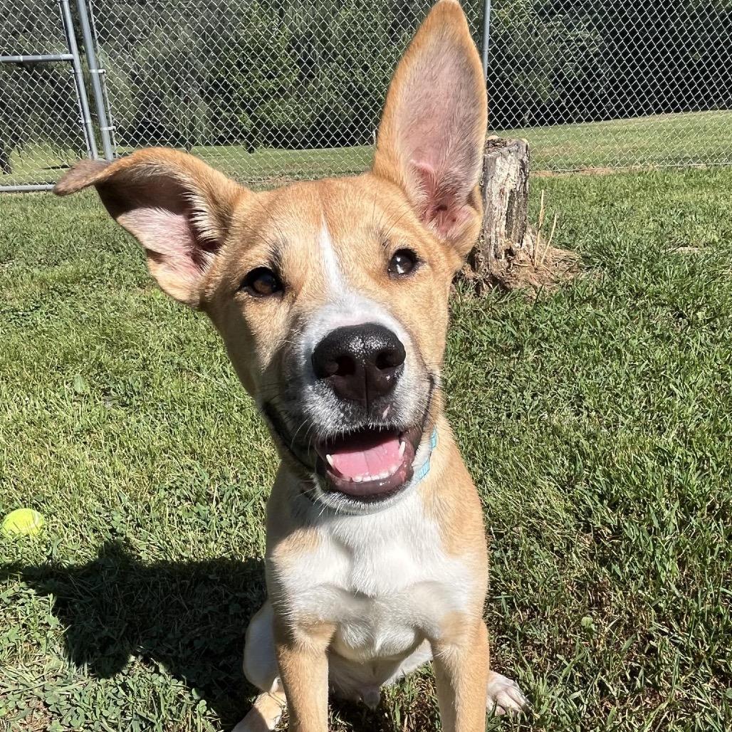 Ranger, Adoptable, Young Male Siberian Husky.