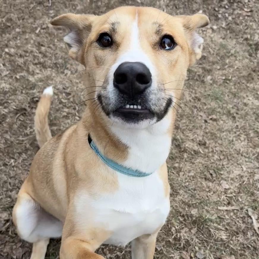 Enlarge Ranger, a Adoptable Siberian Husky in Pekin, IL image 2/6