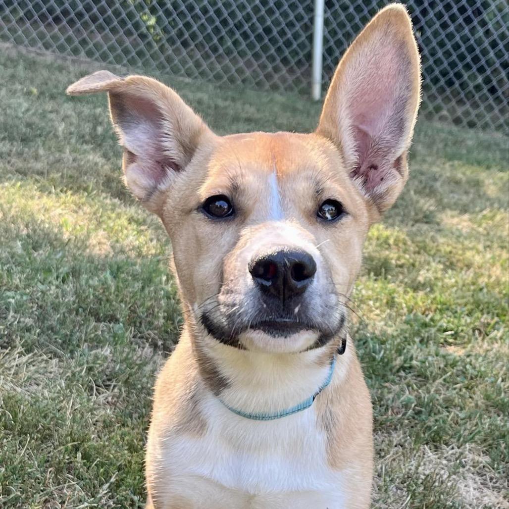 Enlarge Ranger, a Adoptable Siberian Husky in Pekin, IL image 3/6