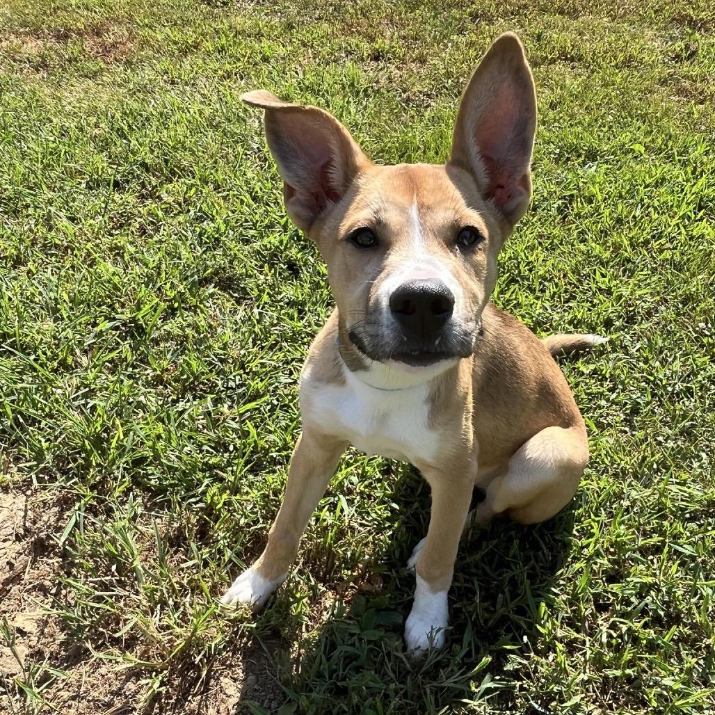 Enlarge Ranger, a Adoptable Siberian Husky in Pekin, IL image 4/6