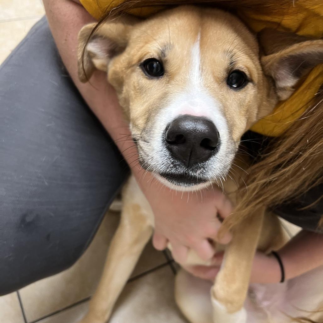 Enlarge Ranger, a Adoptable Siberian Husky in Pekin, IL image 5/6