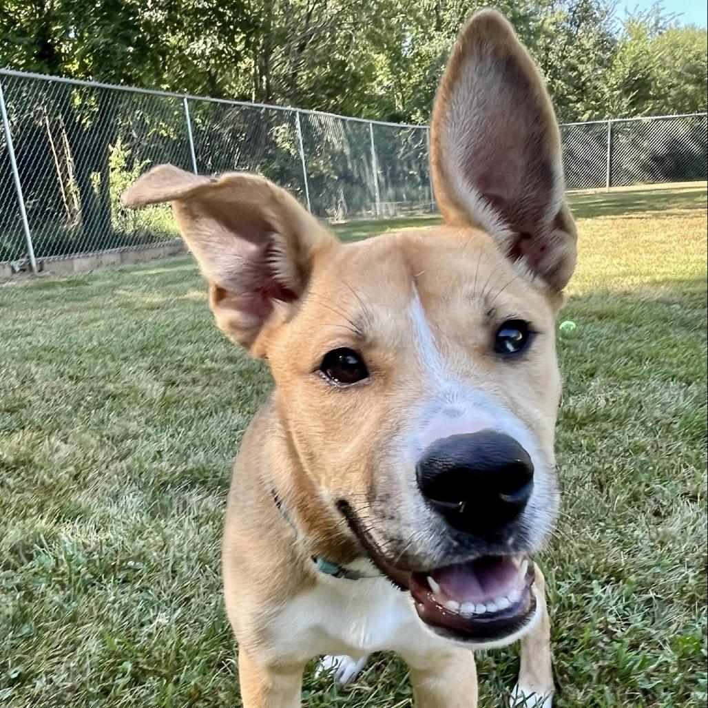 Enlarge Ranger, a Adoptable Siberian Husky in Pekin, IL image 6/6