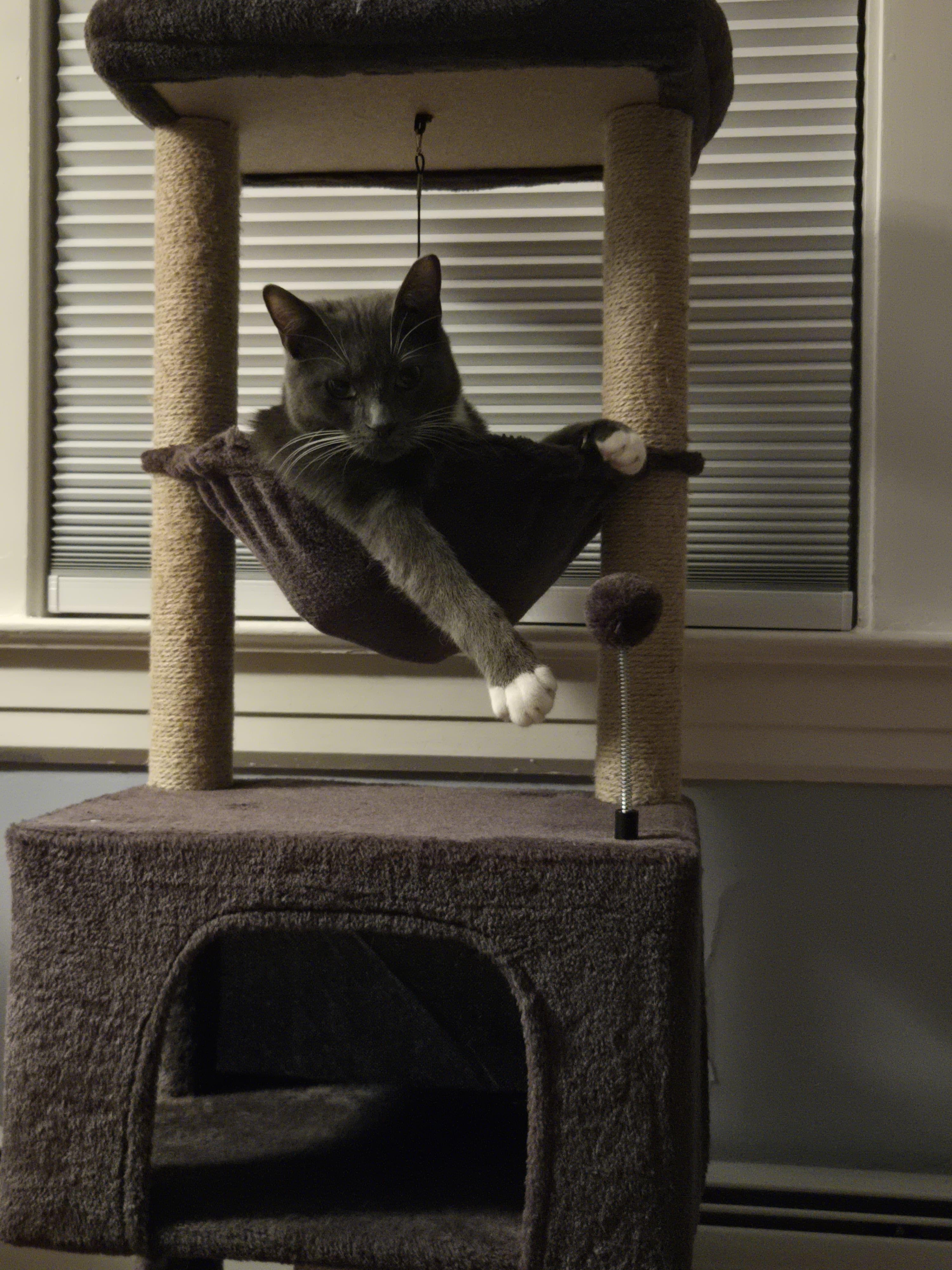 Enlarge Boots, a Adoptable Domestic Short Hair in Jersey City, NJ image 1/6