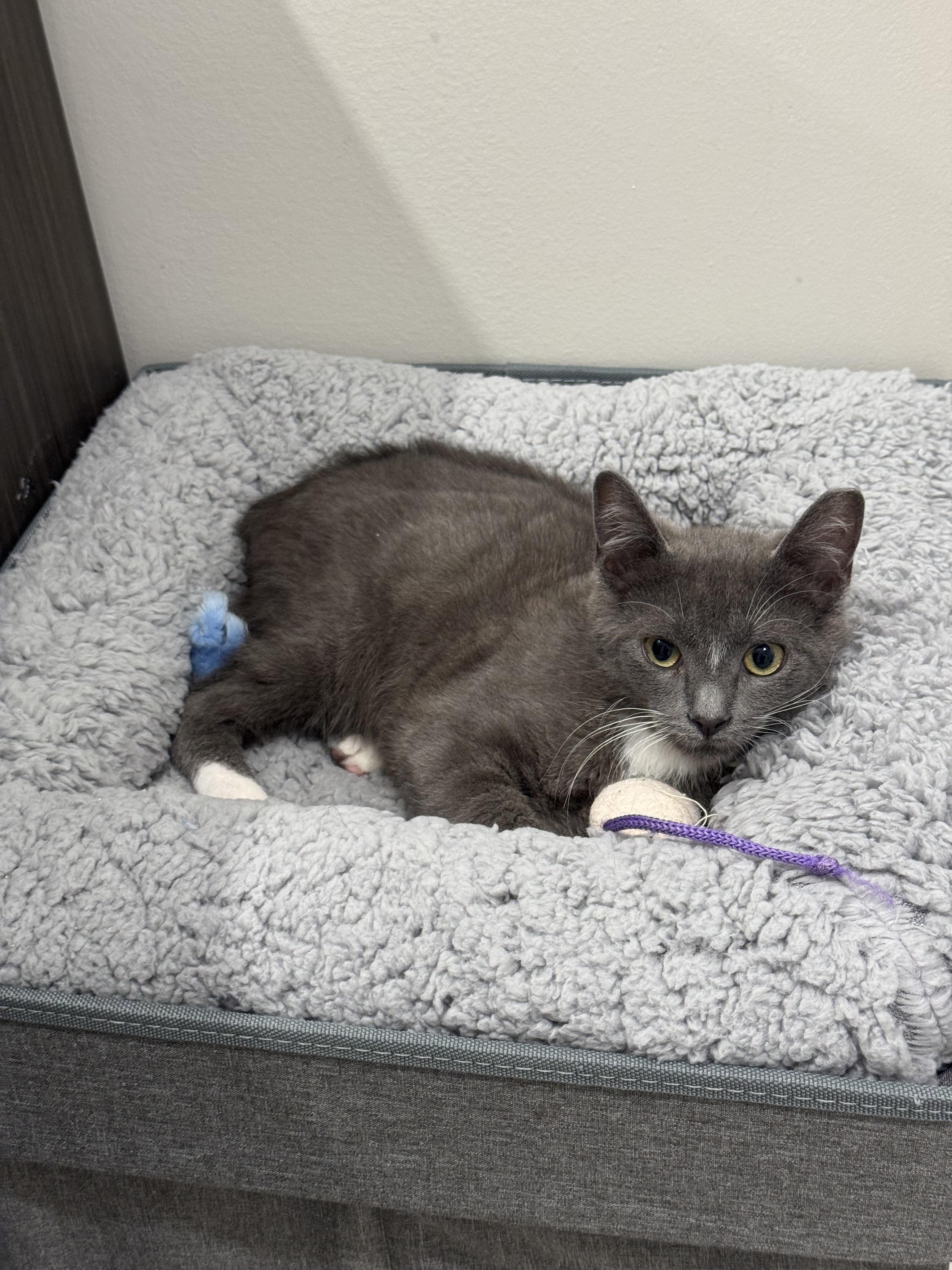 Boots, a Adoptable Domestic Short Hair in Jersey City, NJ image 1/6