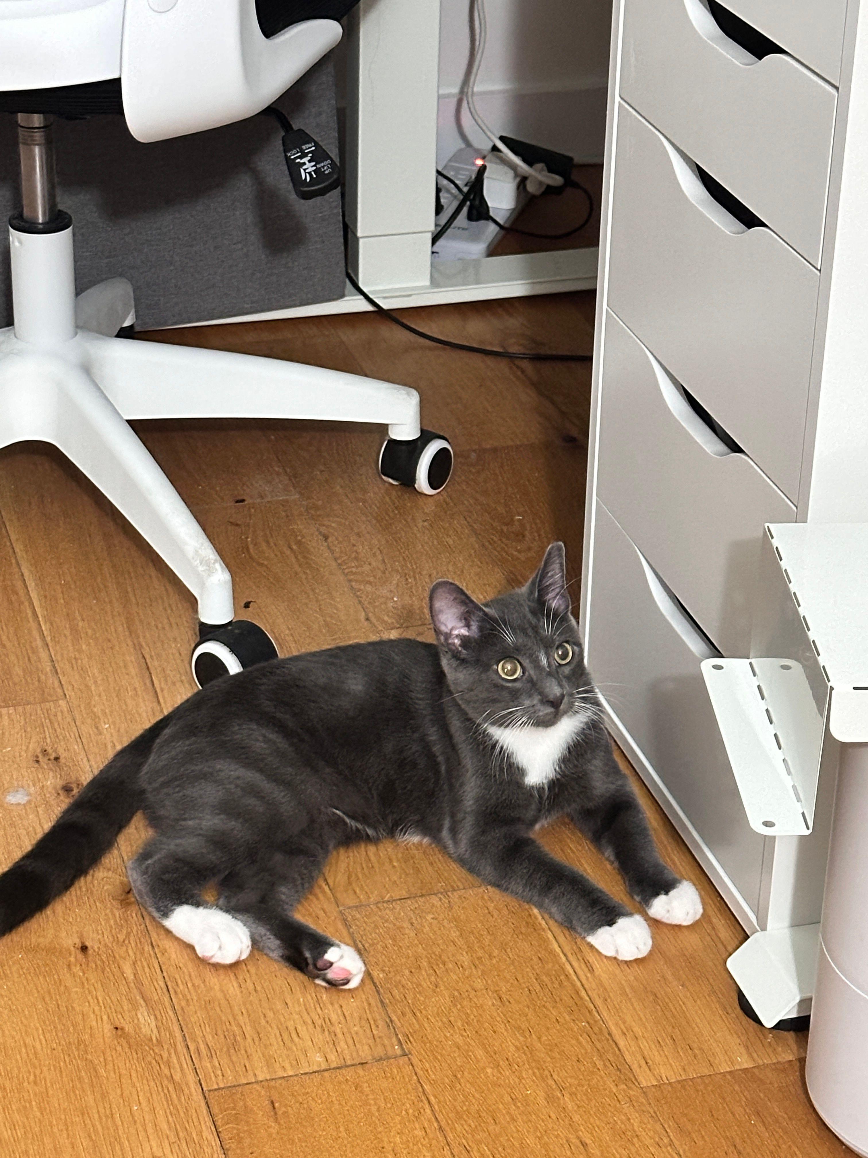 Boots, a Adoptable Domestic Short Hair in Jersey City, NJ image 2/6