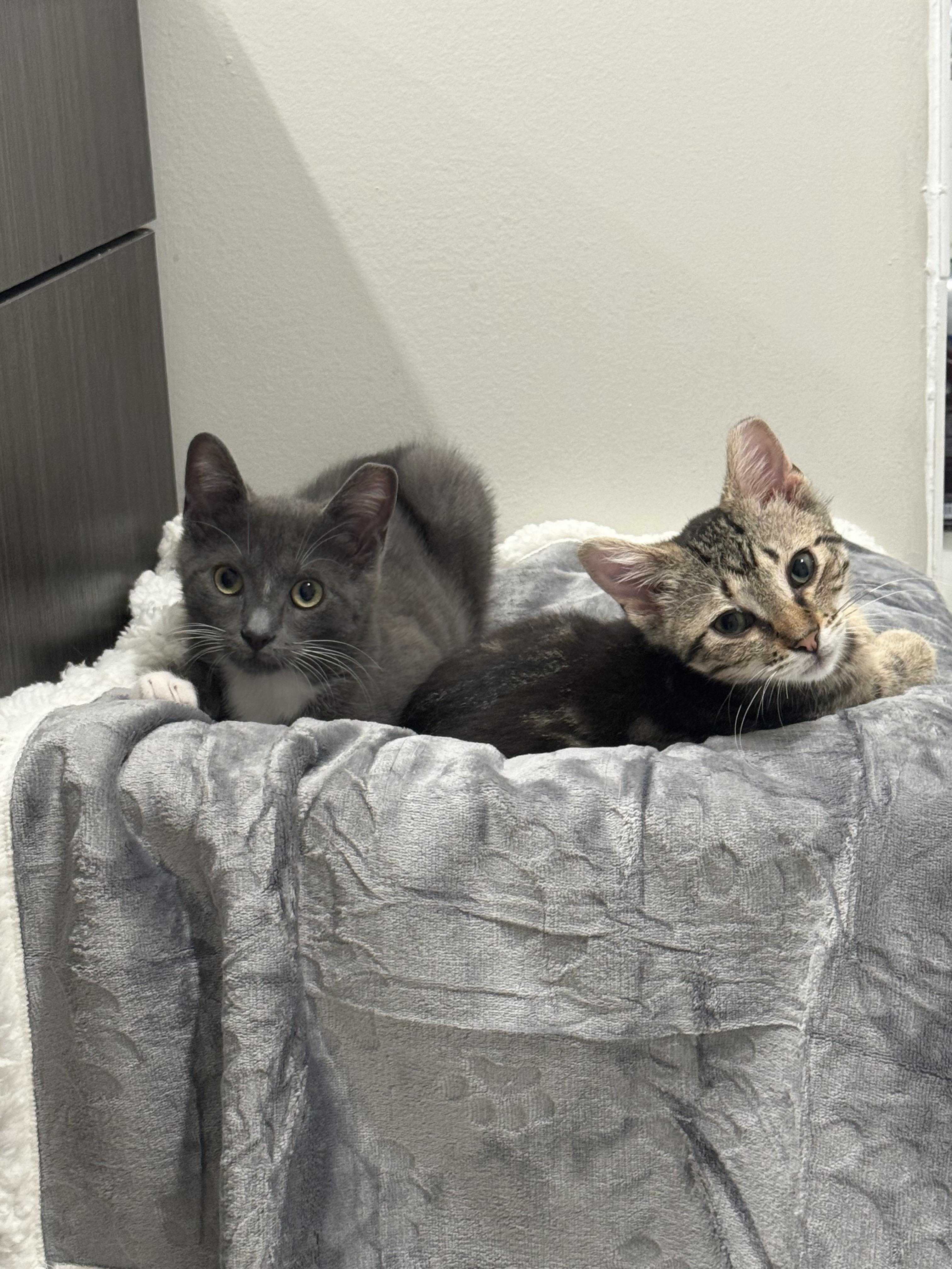 Boots, a Adoptable Domestic Short Hair in Jersey City, NJ image 3/6