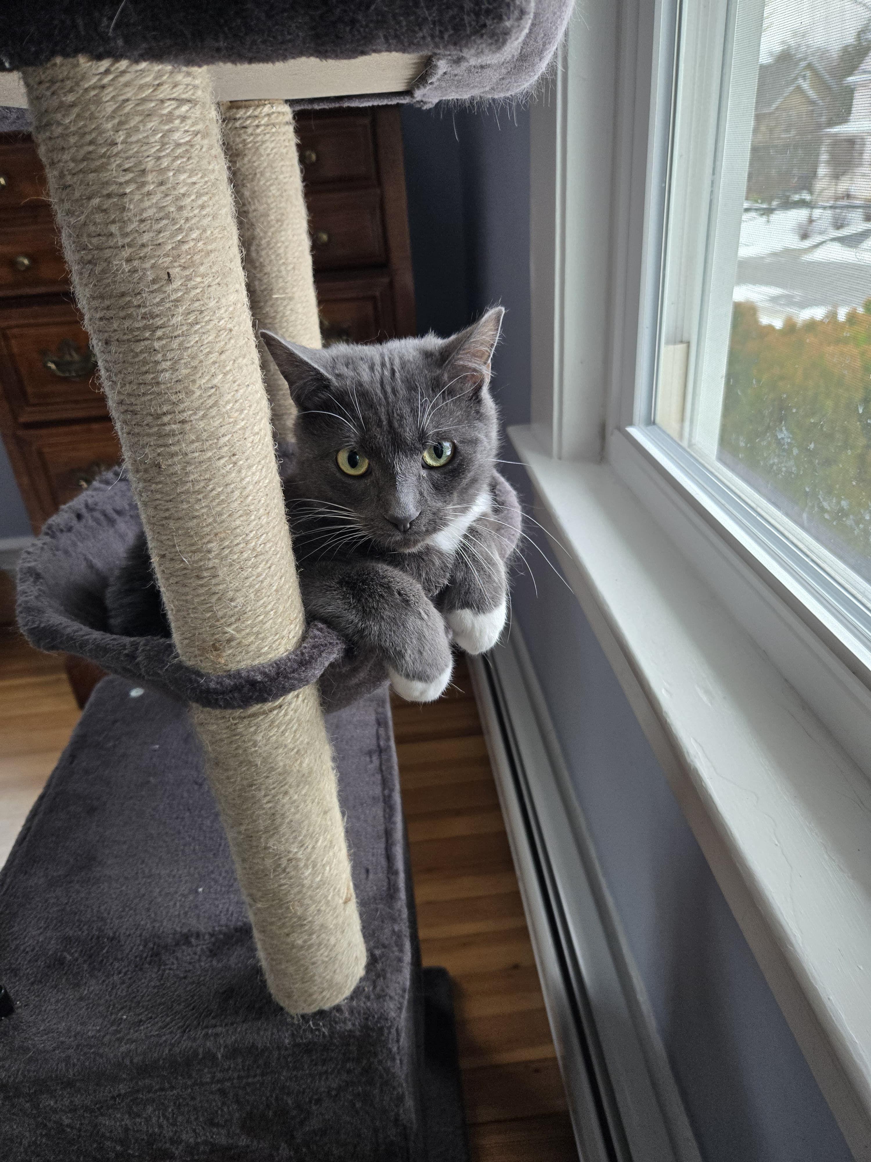 Enlarge Boots, a Adoptable Domestic Short Hair in Jersey City, NJ image 2/6