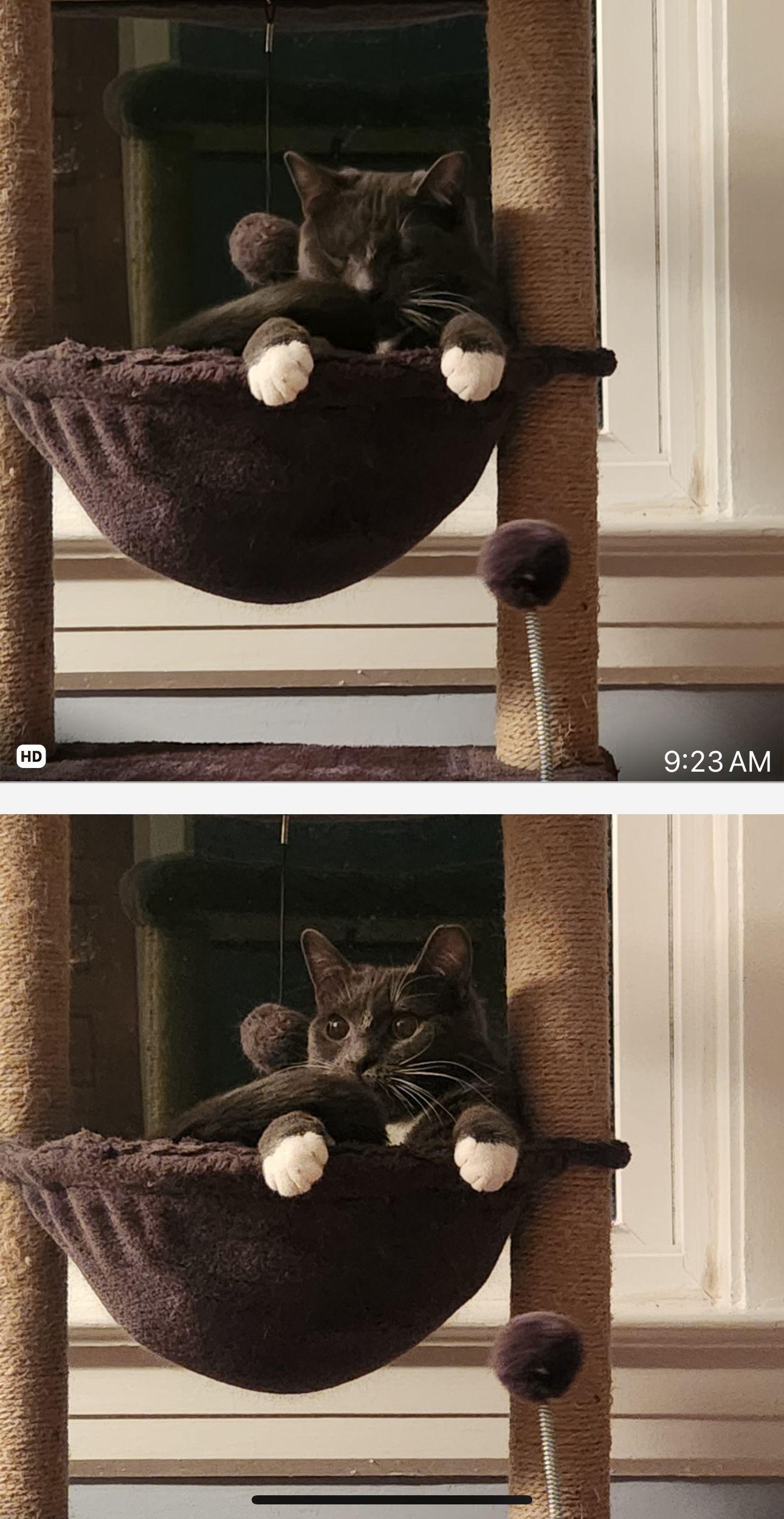 Enlarge Boots, a Adoptable Domestic Short Hair in Jersey City, NJ image 3/6