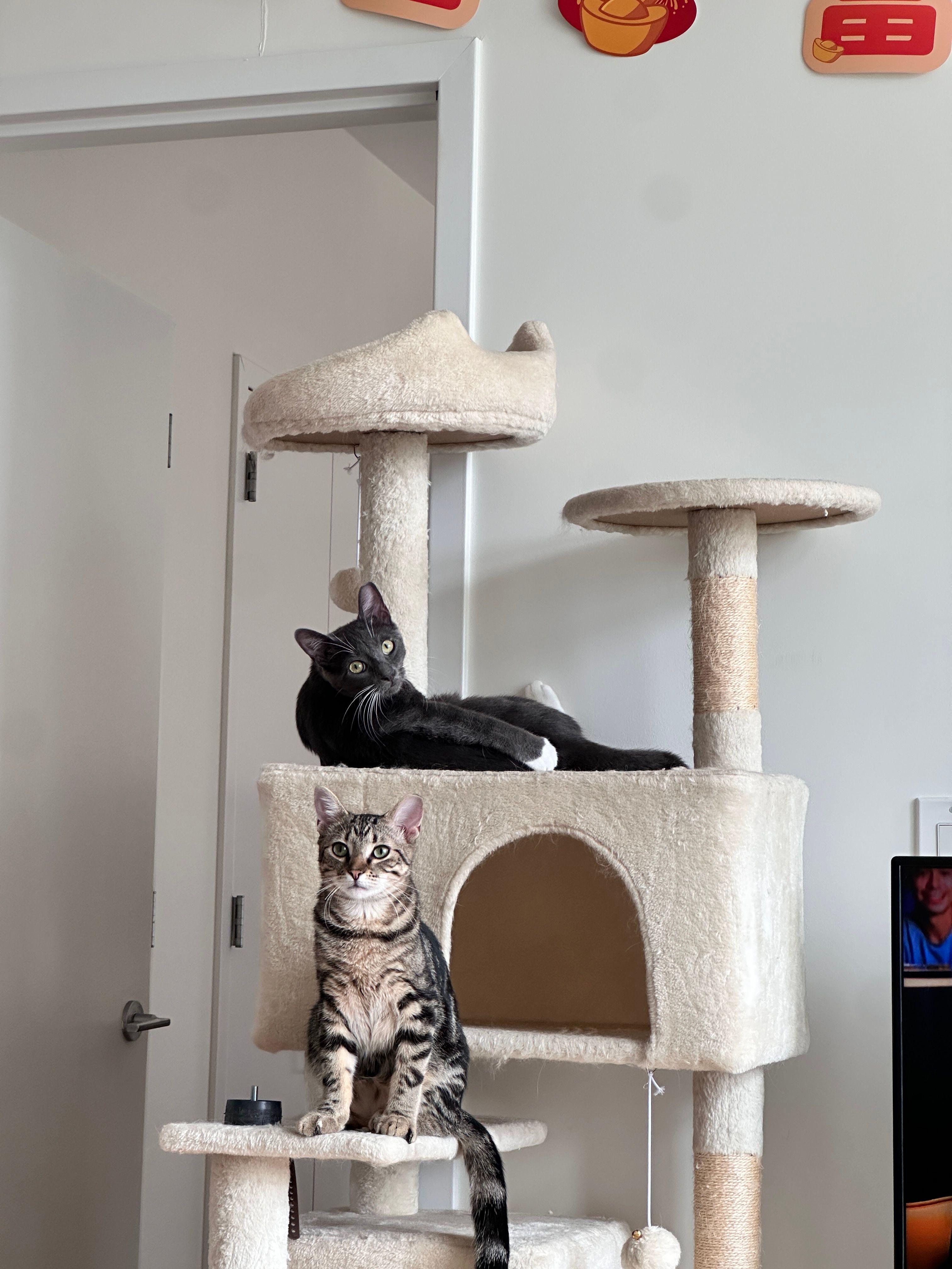 Boots, a Adoptable Domestic Short Hair in Jersey City, NJ image 5/6