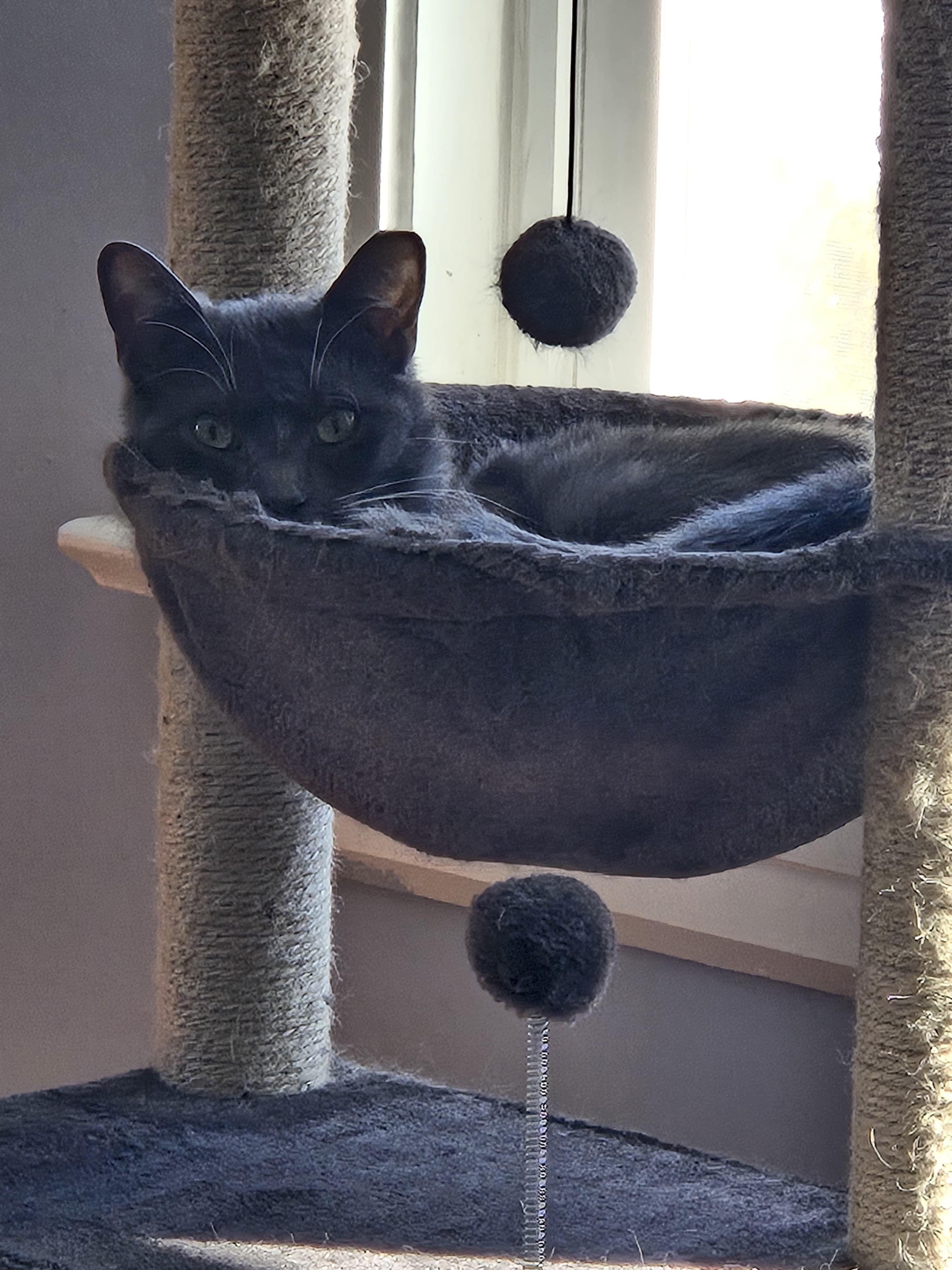 Enlarge Boots, a Adoptable Domestic Short Hair in Jersey City, NJ image 4/6