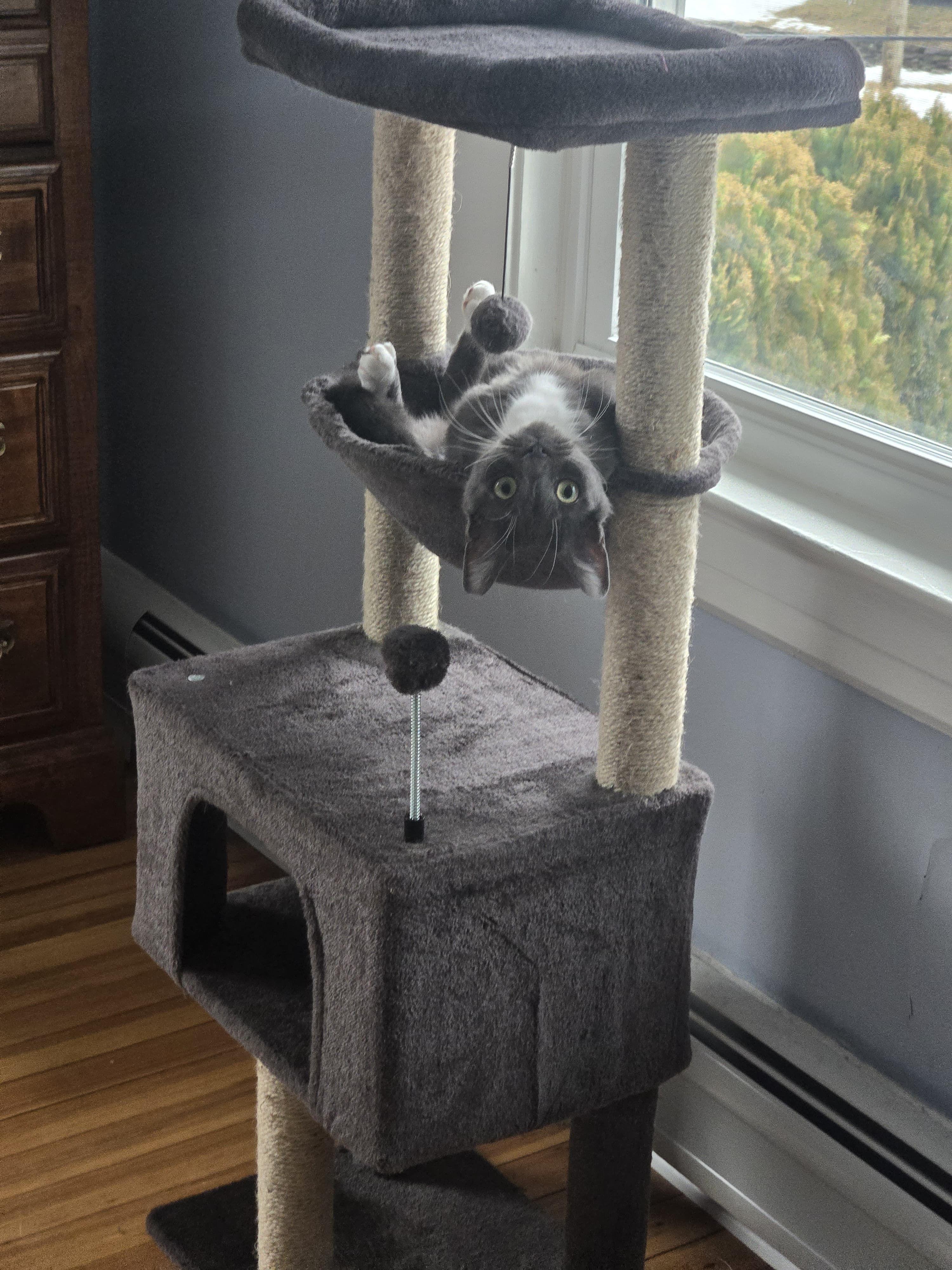 Enlarge Boots, a Adoptable Domestic Short Hair in Jersey City, NJ image 5/6