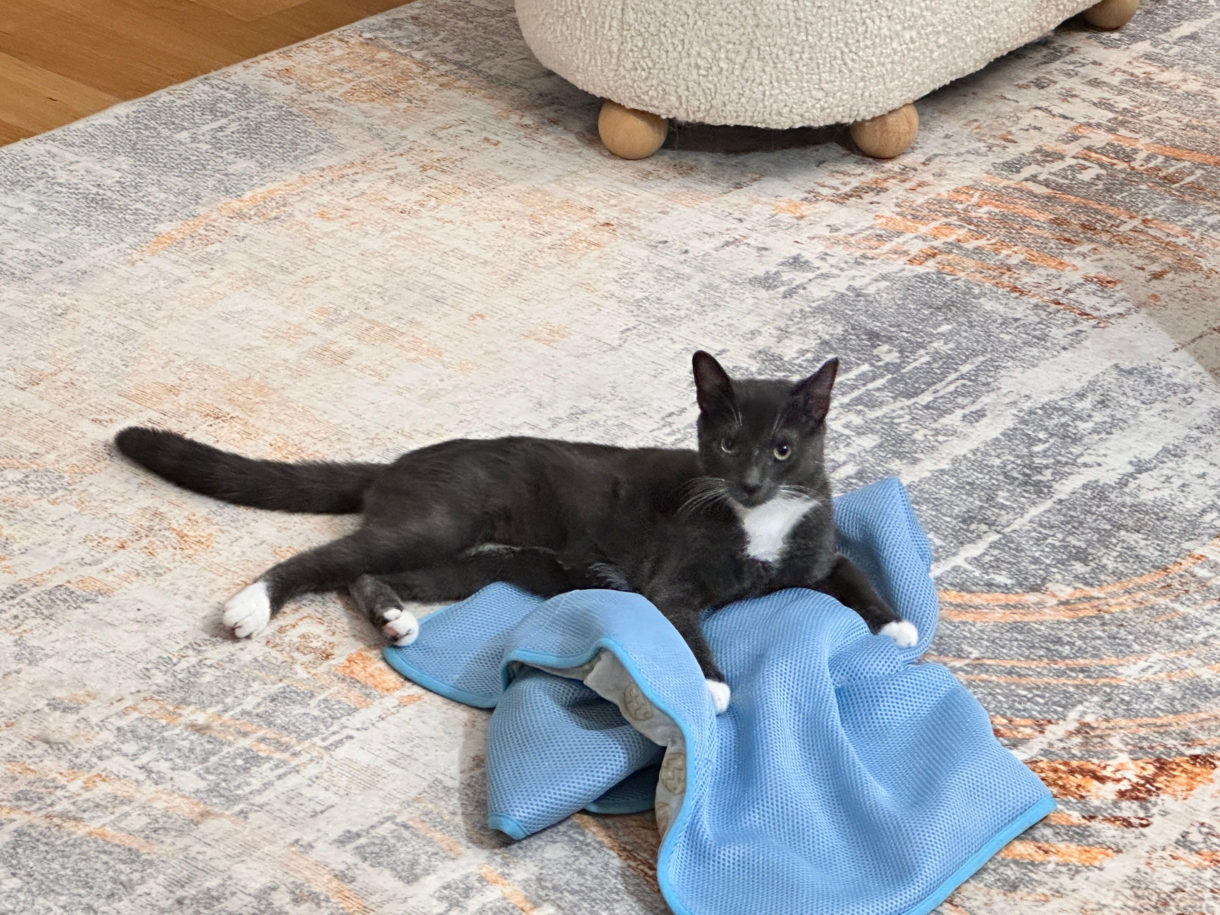 Boots, a Adoptable Domestic Short Hair in Jersey City, NJ image 6/6