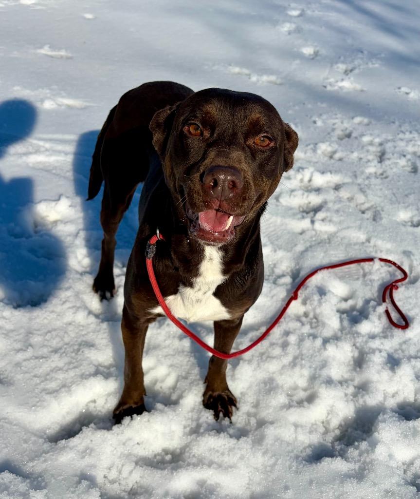 Penny, a Adoptable mixed breed in Little Rock, AR image 1/3
