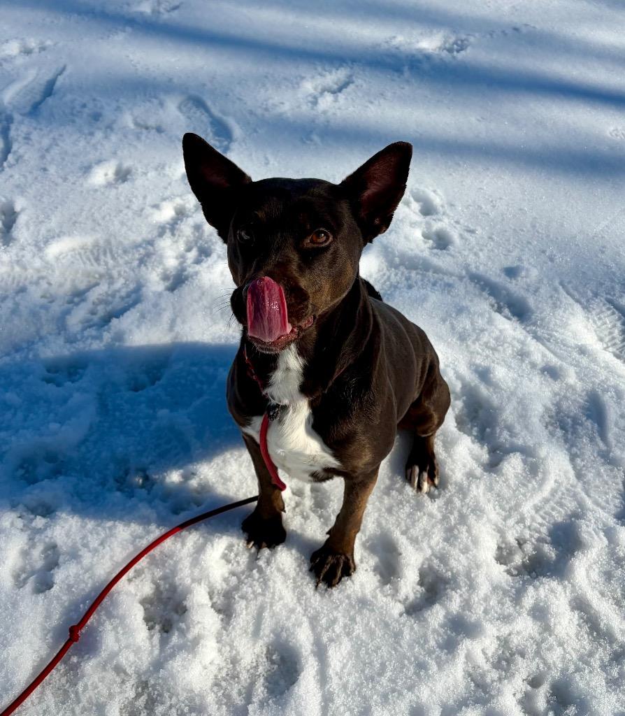 Penny, a Adoptable mixed breed in Little Rock, AR image 2/3