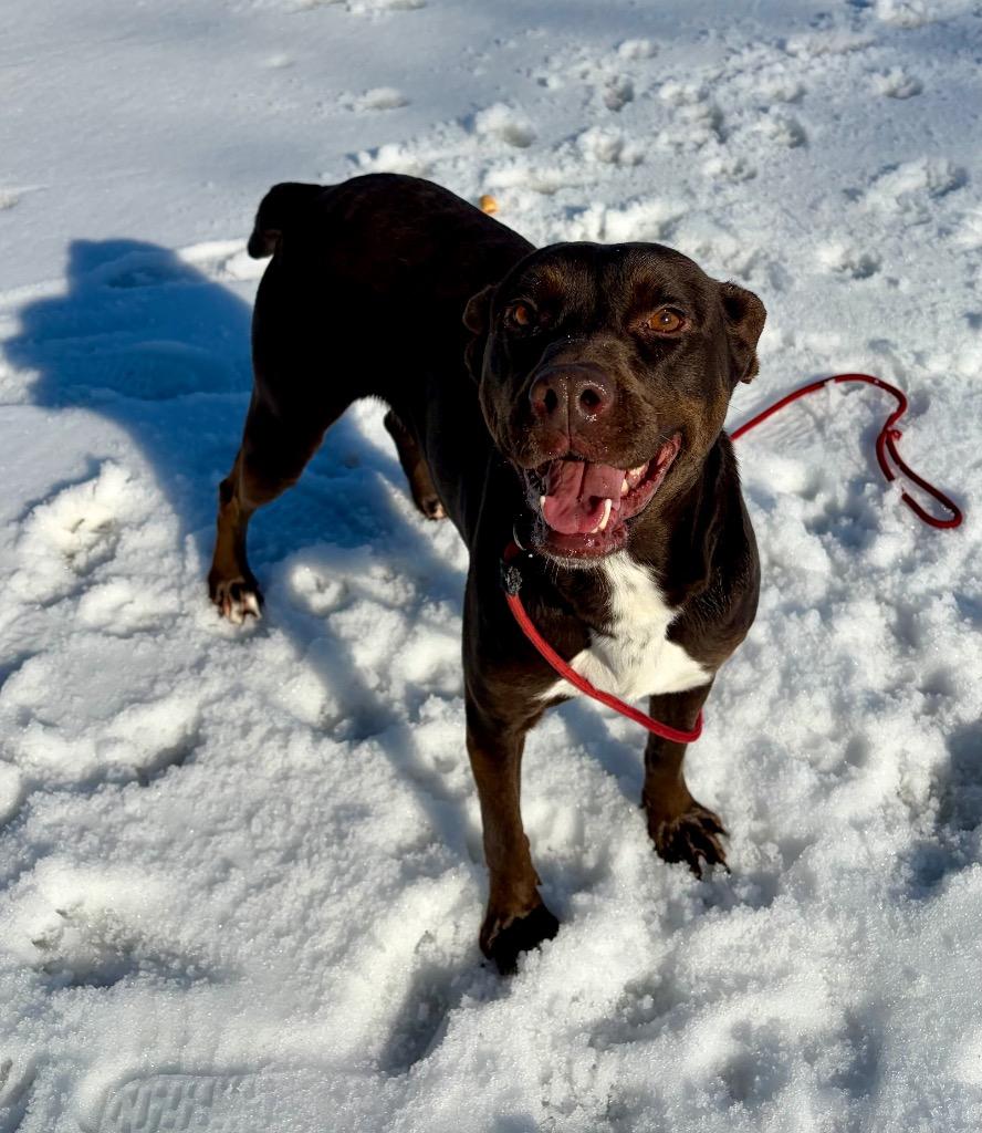 Penny, a Adoptable mixed breed in Little Rock, AR image 3/3