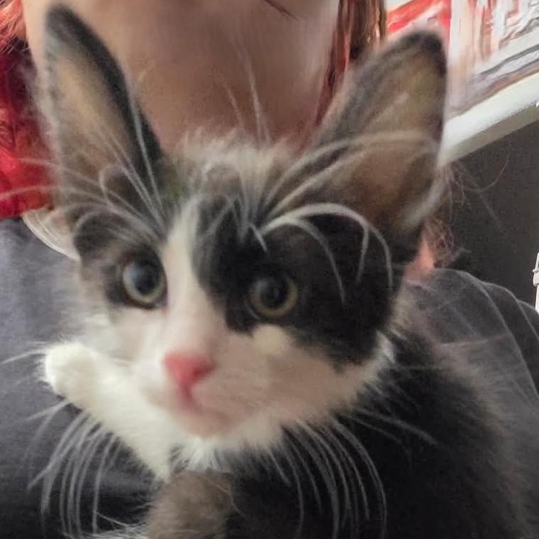 Enlarge Ingram, a Adoptable mixed breed in Tehachapi, CA image 1/3