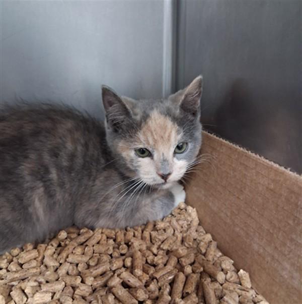 CINDERELLA, Adoptable, Kitten Female Domestic Short Hair.