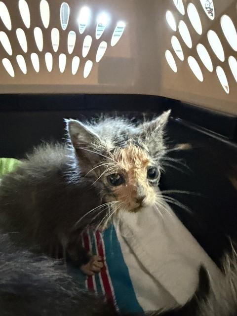 Enlarge CINDERELLA, a Adoptable Domestic Short Hair in Fort Walton Beach, FL image 1/1