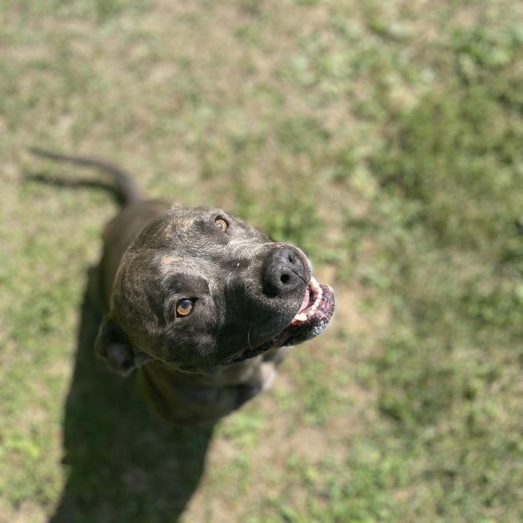 Dior/Sable, a Adoptable Mixed Breed in South Haven, MI image 1/6