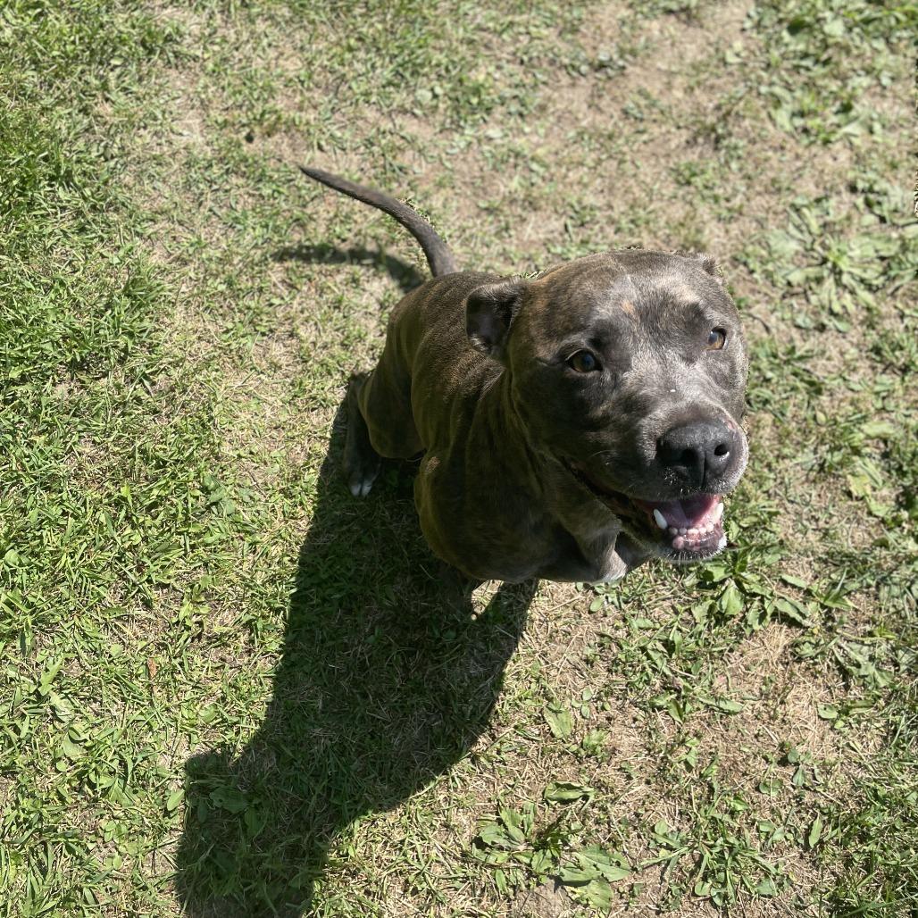 Dior/Sable, a Adoptable Mixed Breed in South Haven, MI image 2/6