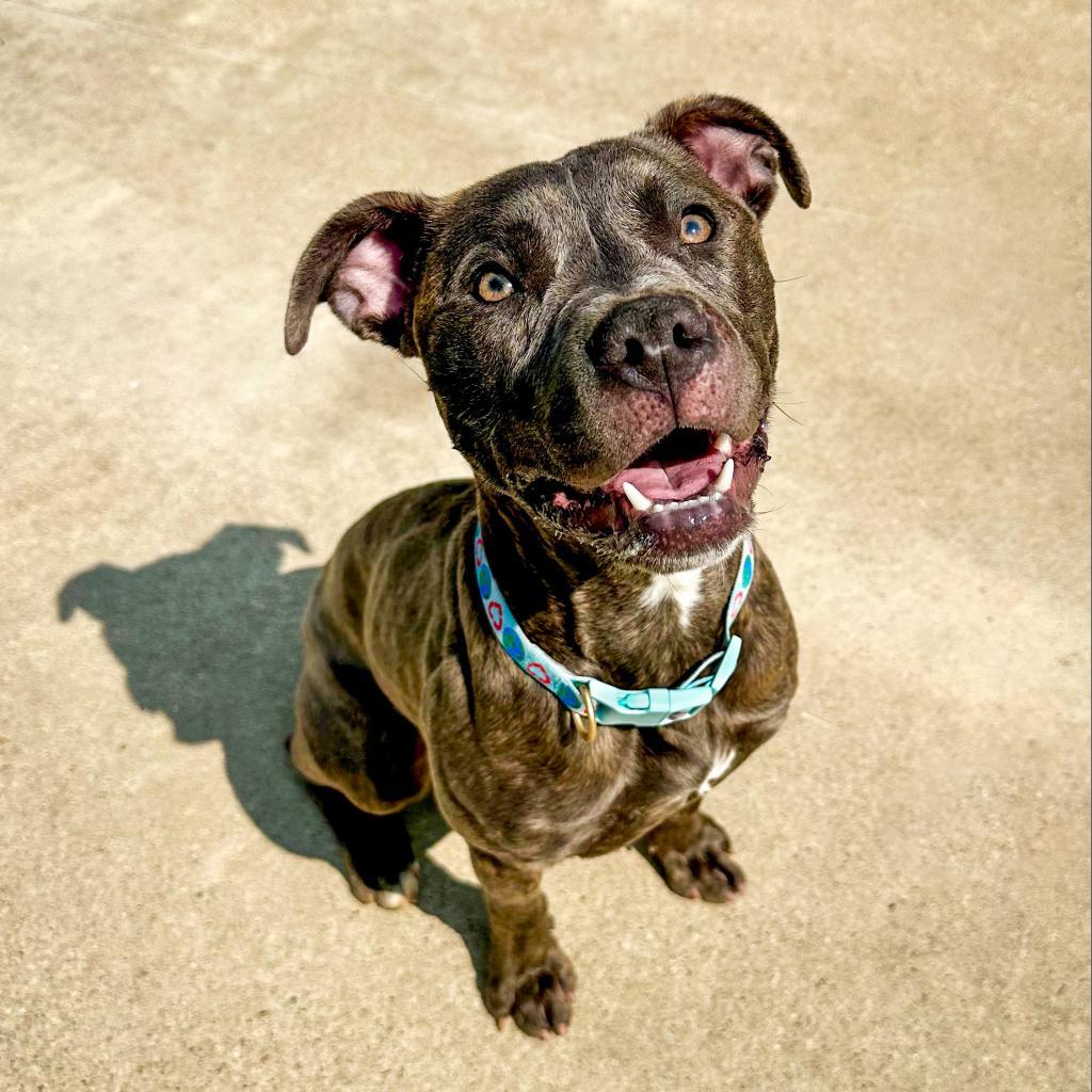 Dior/Sable, a Adoptable Mixed Breed in South Haven, MI image 3/6