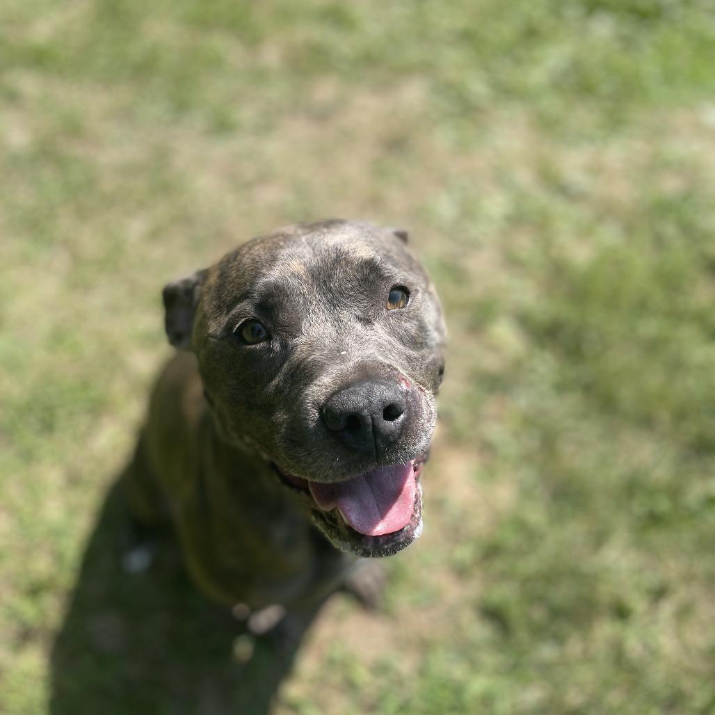 Dior/Sable, a Adoptable Mixed Breed in South Haven, MI image 5/6
