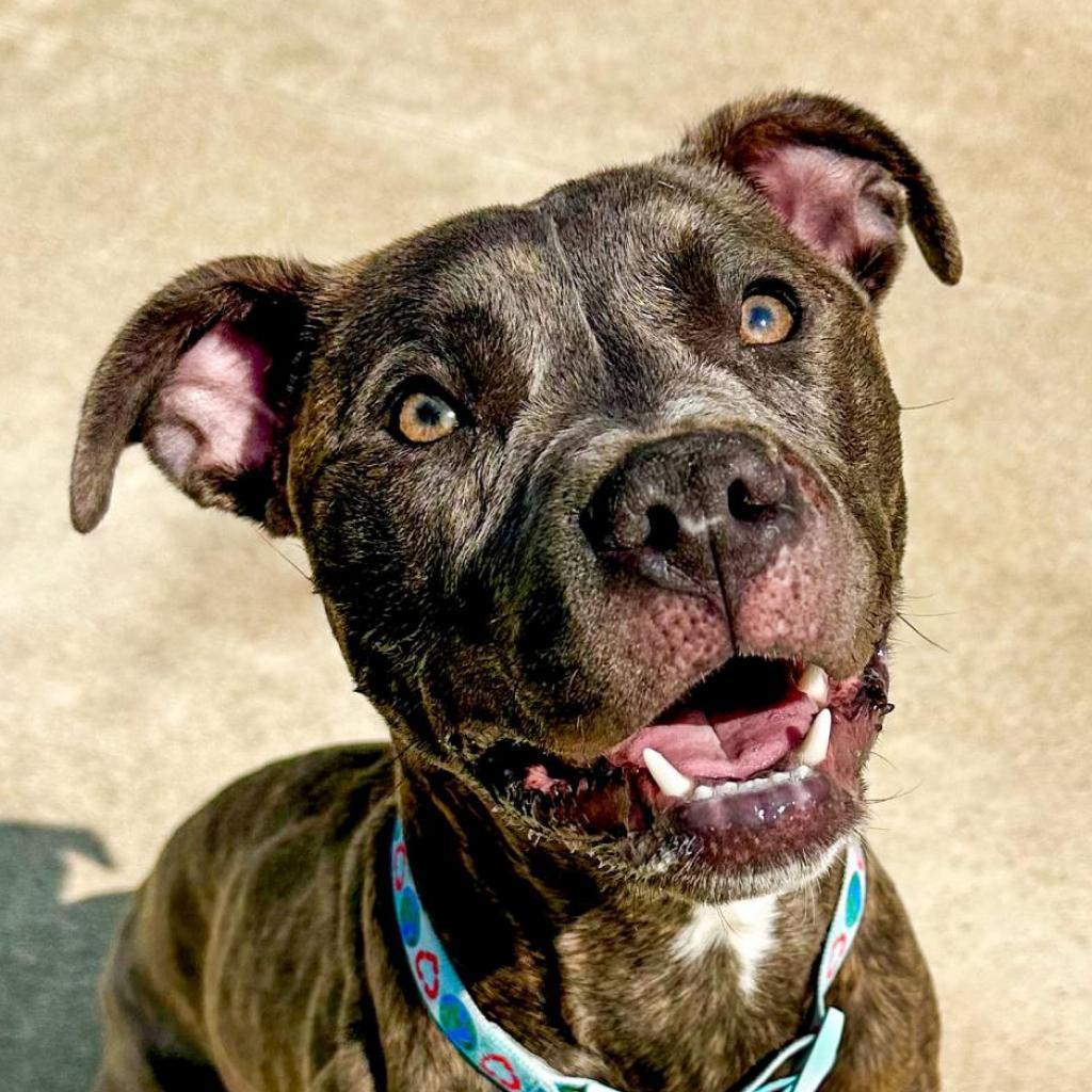 Dior/Sable, a Adoptable Mixed Breed in South Haven, MI image 6/6