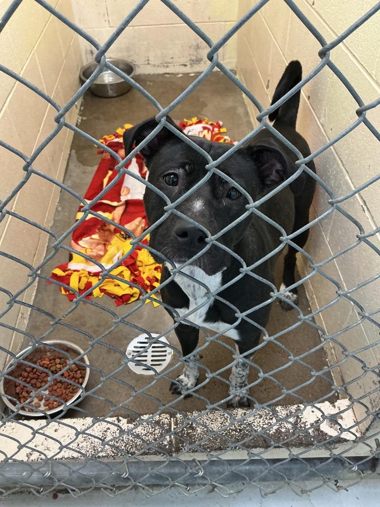 Charlotte, Adoptable, Young Female Mixed Breed.