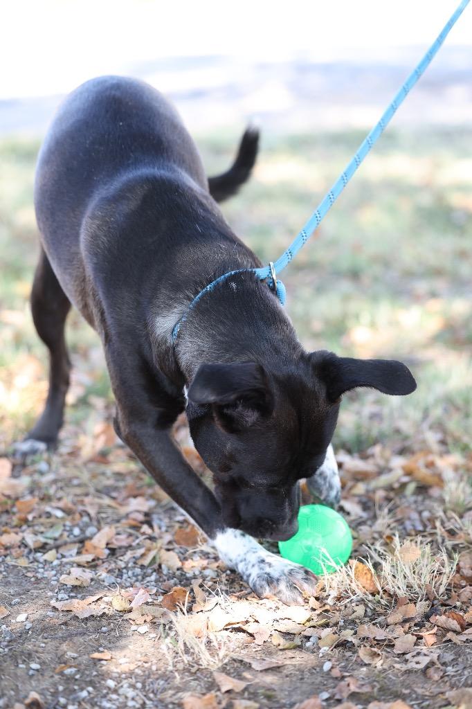 Charlotte, Adoptable, Young Female Pit Bull Terrier & Mixed Breed.