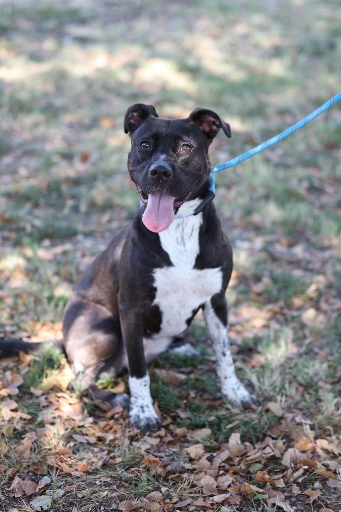 Enlarge Charlotte, a Adoptable mixed breed in Dyersburg, TN image 2/5