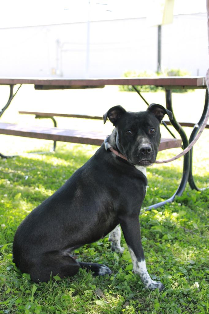 Charlotte, Adoptable, Young Female Mixed Breed.