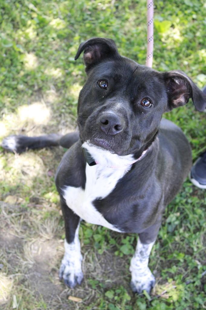 Charlotte, a Adoptable mixed breed in Dyersburg, TN image 2/2