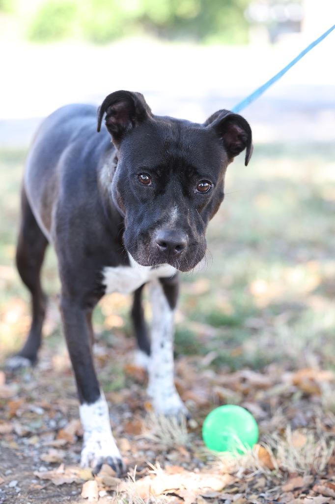 Enlarge Charlotte, a Adoptable mixed breed in Dyersburg, TN image 5/5