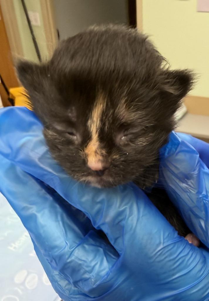 Te Kā, Adoptable, Kitten Female Domestic Short Hair.