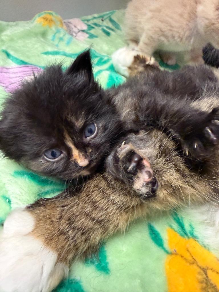 Enlarge Te Kā, a Adoptable mixed breed in Waverly, NY image 2/3