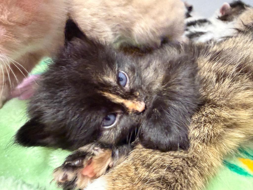 Enlarge Te Kā, a Adoptable mixed breed in Waverly, NY image 3/3